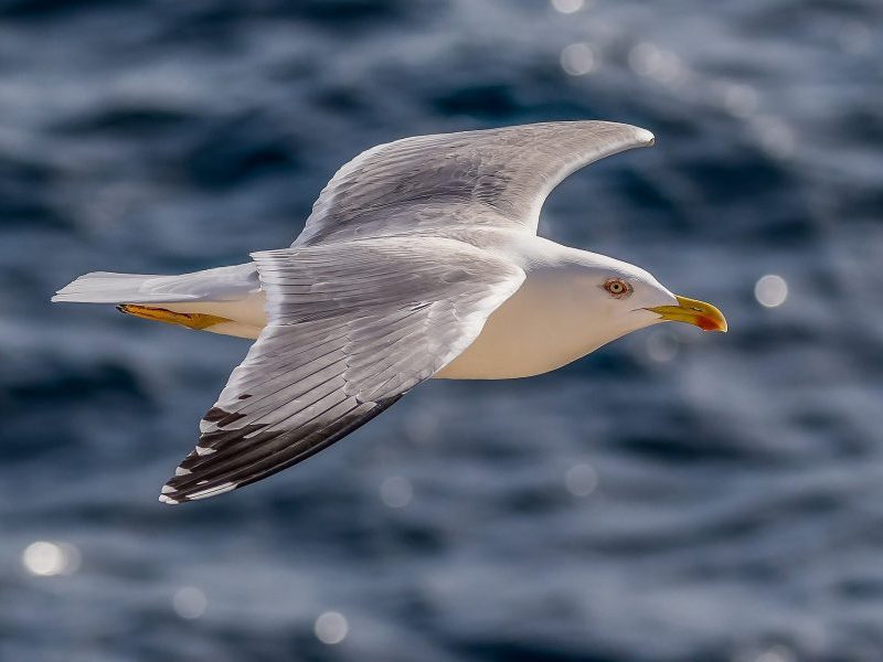 Biografin mit Leidenschaft, Biografie schreiben, Hamburg, WortWelle